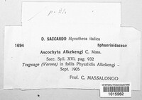 Ascochyta alkekengi image
